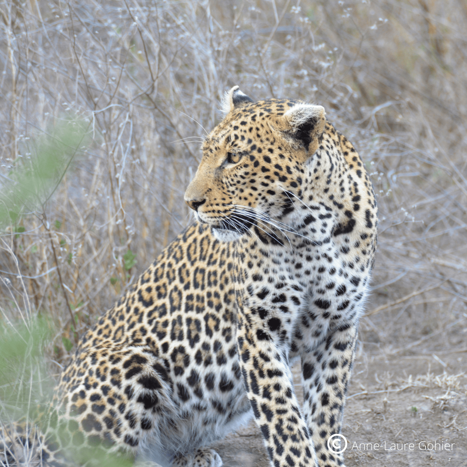 Serengeti - Tanzanie