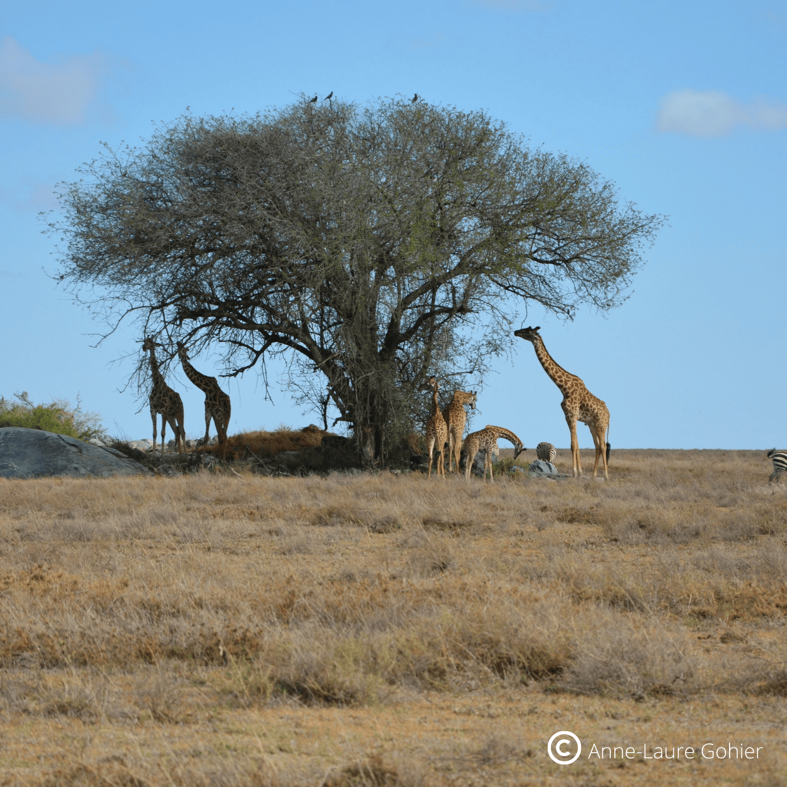 Tanzanie