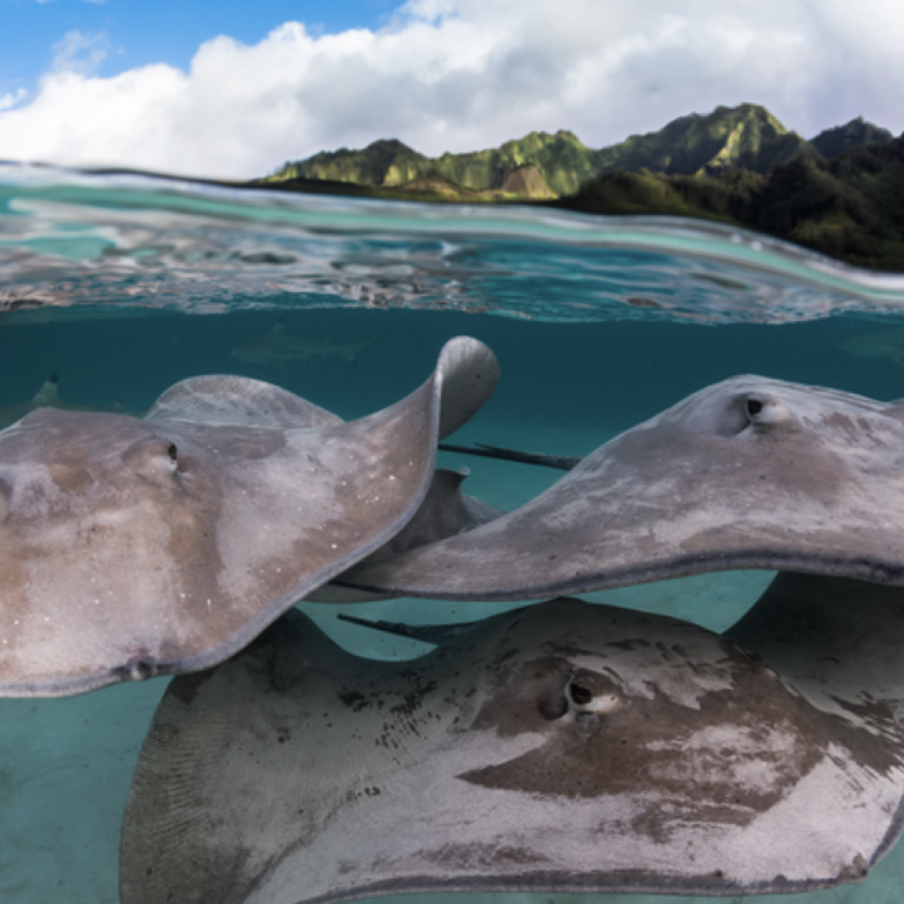 Capture d’écran 2026-03-04 à 15.50.07