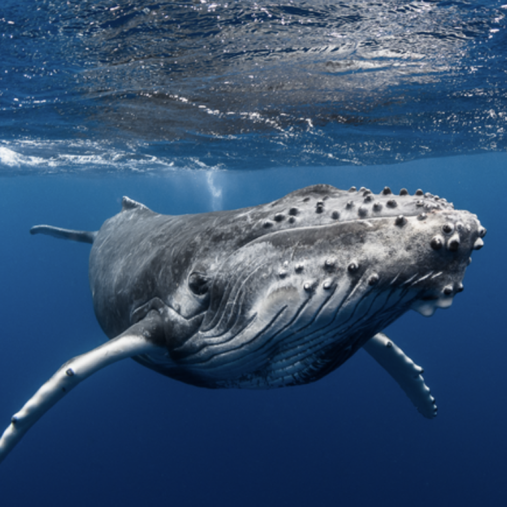 Capture d’écran 2026-03-04 à 16.03.24