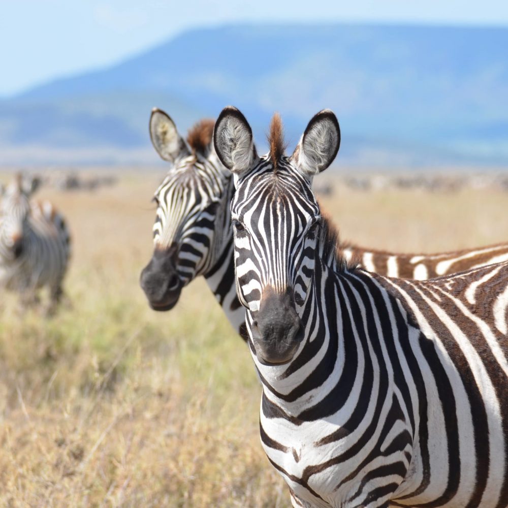 Tanzanie Serengeti Zèbres