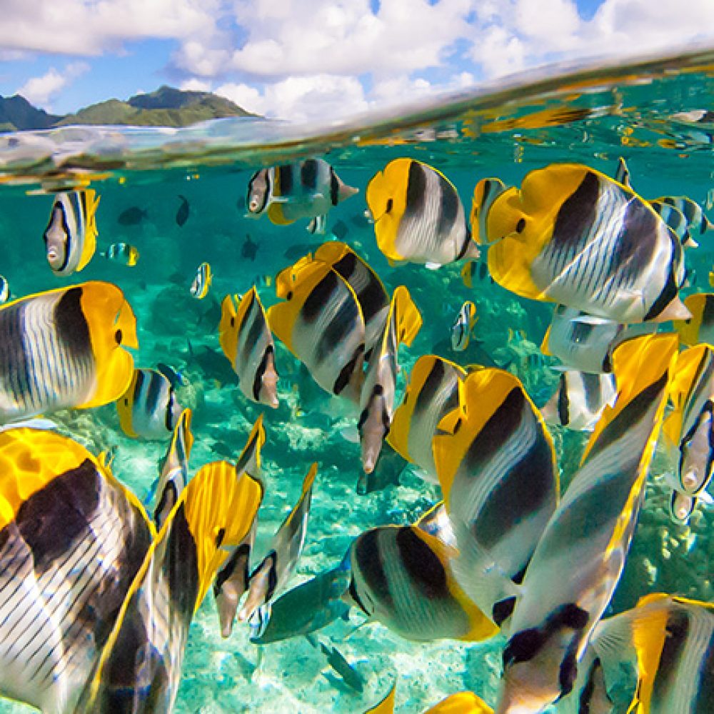 polynesie-francaise-plongee-1